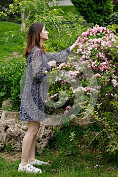 Pretty, slim girl wearing stylish dress, standing near blooming bush, taking, touching blossom.