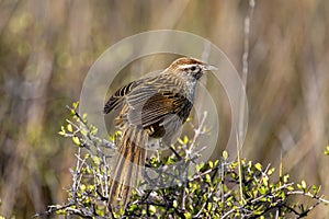 South Island Fernbird Endemic to New Zealand photo