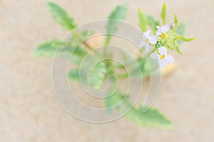 Pretty Small Delicate White Flower with Green Leaves Growing in the Sand on the Beach by the Ocean. Purity Tranquility Serenity