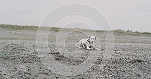 Pretty small dog dalmatian laying down on the beach and playing with a small ball, he have a relaxing time beside the