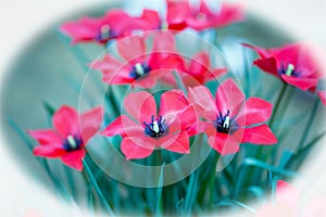 Pretty Small Red Glossy Flowers with a black stamen in full bloom