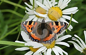 A pretty Small Tortoiseshell Butterfly, Aglais urticae, nectaring on a Dog Daisy flower.