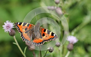 A pretty Small Tortoiseshell Butterfly Aglais urticae nectaring on a thistle flower.