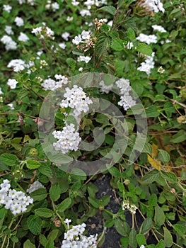 Pretty small white flowers