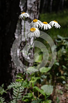 Pretty small white flowers camomile of Pyrethrum cinerariifolium. Organic insect repellent.