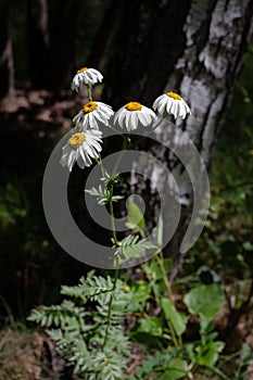 Pretty small white flowers camomile of Pyrethrum cinerariifolium. Organic insect repellent.