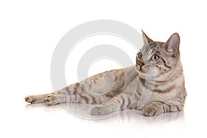Pretty snow bengal cat lying down, looking away on a white background