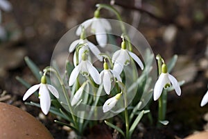 Pretty snowdrops, Galanthus nivalis, announce springtime