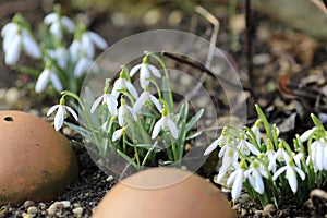Pretty snowdrops, Galanthus nivalis, announce springtime