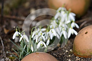 Pretty snowdrops, Galanthus nivalis, announce springtime