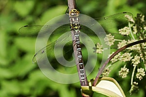 A pretty Southern Hawker Dragonfly Aeshna cyanea perched on a plant.