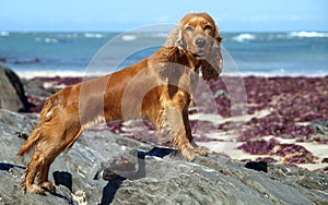 Pretty Spaniel