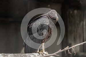 Pretty specimen of vulture perched