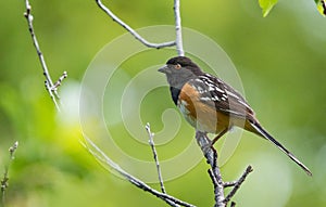 A Pretty Spotted Towhee Perched on a Tree Branch