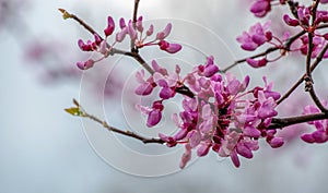 Pretty spring blooms on a Missouri Red Bud tree.