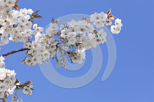 Pretty spring blossom with blue sky