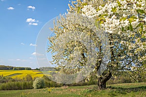 Pretty spring blossom nature background