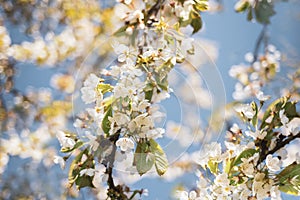 Pretty spring blossom nature background