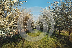 Pretty spring blossom nature background