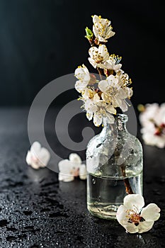 Pretty spring cherry blossom in glass bottle on a black background