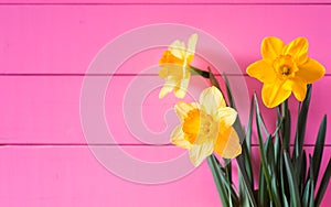 Pretty Spring Daffodils against Bright Pink Boards Background Wall with copy space.  Horizontial with side view
