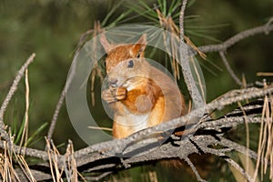 Pretty squirrel on the branch looks into the lens