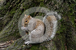 Pretty squirrel eating