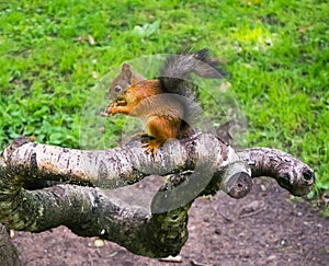 Pretty squirrel with nut in the forest