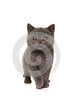 Pretty standing grey british shorthair kitten looking away isolated on a white background