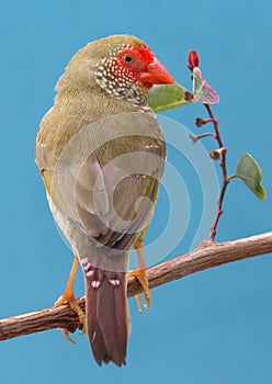 Pretty Star Finch from Australia