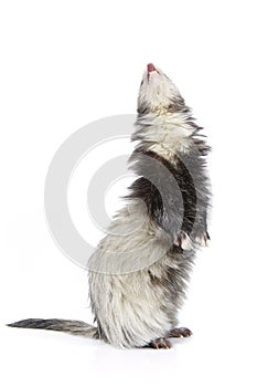 Pretty staying ferret on white background posing for portrait in studio