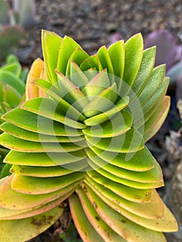 Pretty succulent plant with yellow tips on the leaves