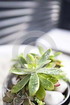 Pretty suculenta in a flower pot photo