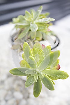 Pretty suculenta in a flower pot photo