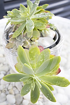 Pretty suculenta in a flower pot photo