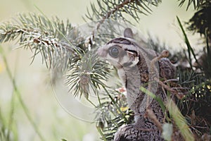 Pretty sugar glider sitting on a branch