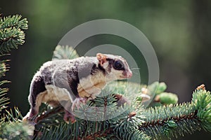 Pretty sugar glider sitting on a branch