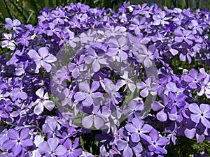 Pretty Sunlit Purple Flowers in Spring in April