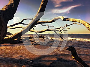 Pretty Sunset on Driftwood Beach