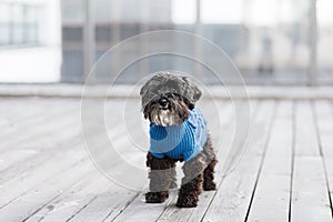 pretty sweet small little dog Miniature Schnauzer in blue pullover outdoor