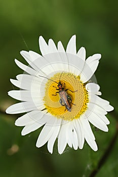 A pretty Swollen-thighed Beetle Oedemera nobilis nectaring on a dog daisy flower.