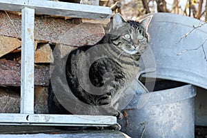 A pretty, thick brown-black cat on a ladder in front of a pile of firewood