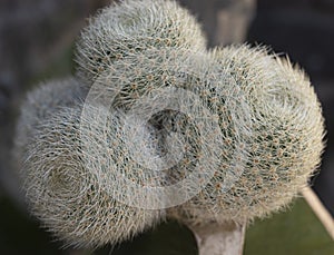 Pretty thorny Cactus, Rebutia lima naranja photo