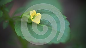 Tiny yellow wild flower in the garden