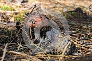 Pretty toadstool among fir needles in the forest.