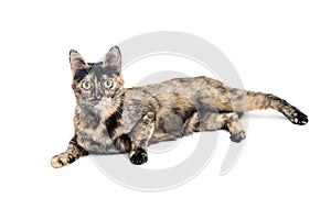 Pretty Tortie Cat Lying on White