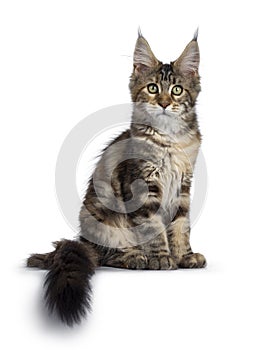 Pretty tortie Maine Coon kitten on white