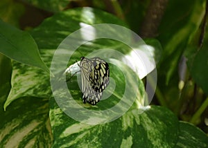 Pretty Tree Nymph Butterfly in a Garden