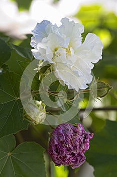 Pretty Tri-Color Confederate Rose Shrub Blossom - Hibiscus mutabilis