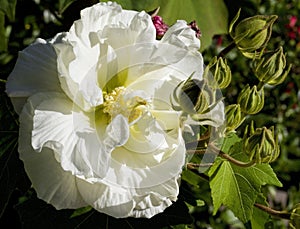Pretty Tri-Color Confederate Rose Shrub Blossom - Hibiscus mutabilis photo